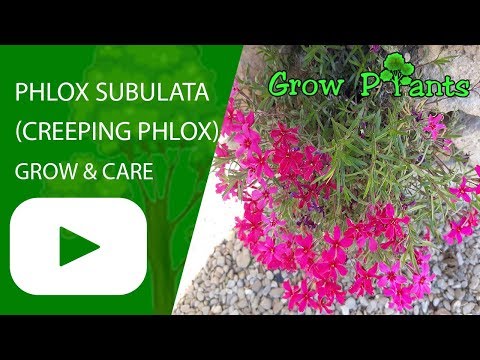 Phlox subulata - grow & care (Creeping phlox )