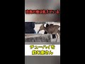 チューハイを飲む鹿さん(宮島の鹿は飢えている)