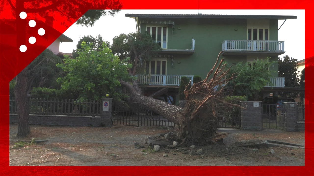 Maltempo nel ravennate, strage di alberi ad Alfonsine: alcuni finiscono su abitazioni