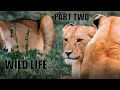 ShareYou said:WILD SERENGETI | Rulers of Ndutu, Grumeti, and Olduvai | Animal documentary