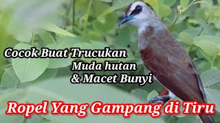 Download Lagu SUARA ROPEL TRUCUKAN GACOR yang gampang di tiru❗️Untuk Pancingan TRUCUKan Bahan agar BUNYI SEKETIKA MP3 Download Lagu SUARA ROPEL TRUCUKAN GACOR yang gampang di tiru❗️Untuk Pancingan TRUCUKan Bahan agar BUNYI SEKETIKA MP3