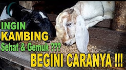 KAMBING Cepat gemuk dan Sehat ?Begini Caranya !! modern tanpa ngarit - Jual Hewan Qurban gresik kota - Durasi: 5.38. 