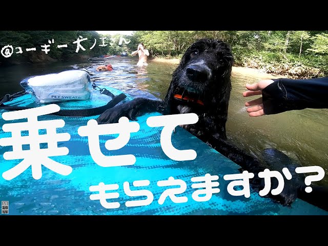 手乗りサイズのコーギーさん♪ 手乗りサイズのコーギーさん♪ JohnnyTheCorgi