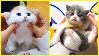 Baby Cats Cute Cats Funny Videos Compilation | Cat Vines by Cat Vines 8 views 2 years ago 6 minutes, 18 seconds