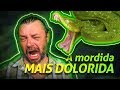 COBRA-PAPAGAIO, A MORDIDA MAIS DOLORIDA! | RICHARD RASMUSSEN