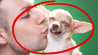 Have You Ever Kissed Your Dog? Understand How Dogs Perceive Kisses