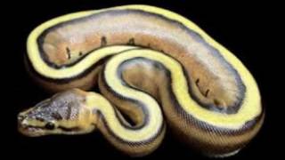 Top 10 TERRIFYING Snakes That Will Probably KILL You