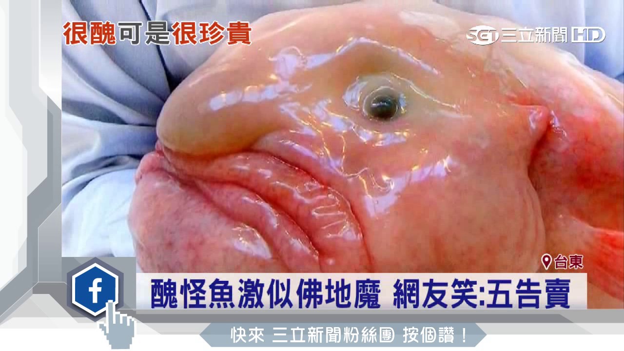 怪魚 五告賣 網友 佛地魔是你嗎 三立新聞台 Youtube