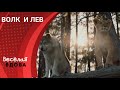 ДРУЖБУ НИЧТО НЕ МОЖЕТ РАЗРУШИТЬ. ВОЛК И ЛЕВ.Лучшие фильмы!