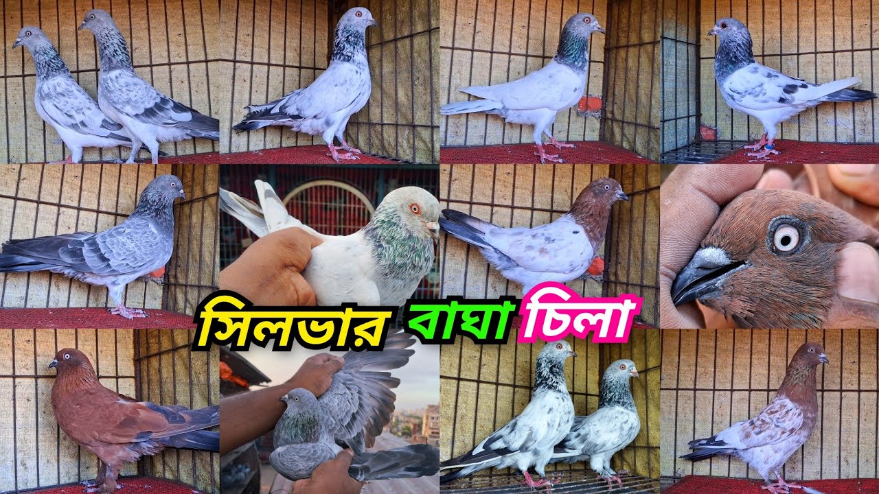 এলমুনিয়াম সিলভার,বেজি,বাঘা,সবজি,খয়রাগলা,সাফচিলা,সবুজগলা,কাজকরা,খাকি ও হাই ফ্লাইয়ার কবুতর কিনুন। 