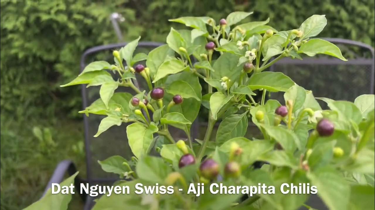 Aji Charapita Chilis YouTube
