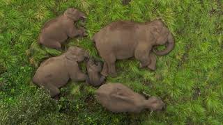 Elephant calf sleeps surrounded by herd in adorable moment captured by drone I Wild Life Videos