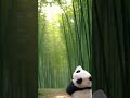 Panda vs Boomerang Bamboo Fail! #shorts #panda #funny #meme #ai #animals