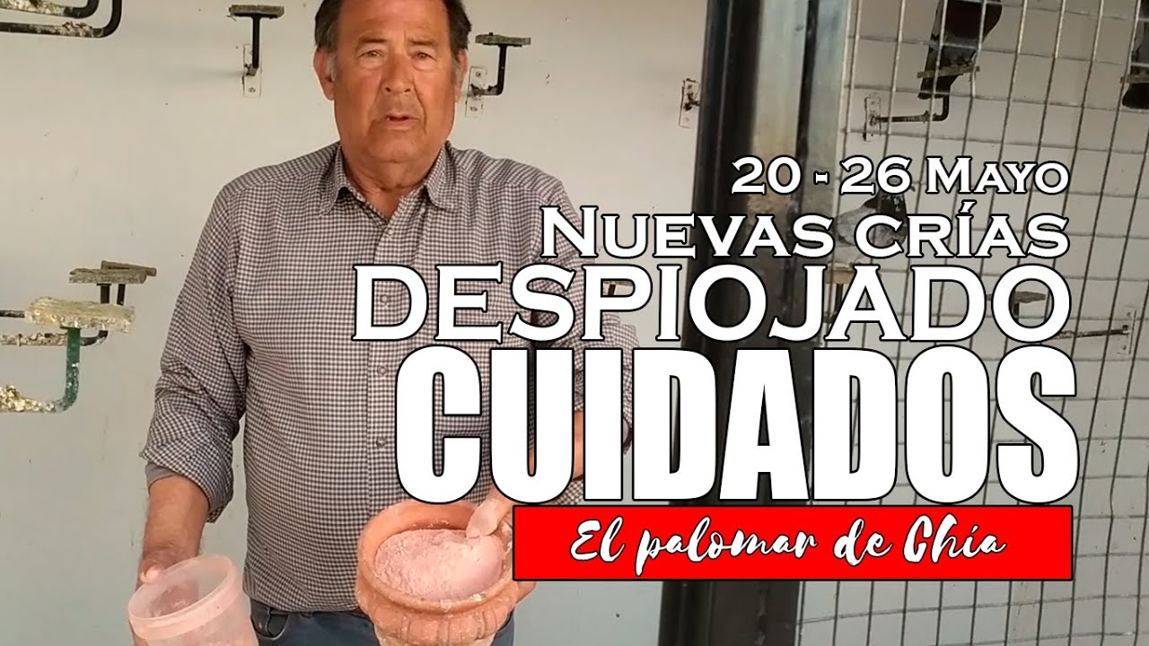 🐦✨ Esta semana: NUEVAS CRÍAS, Cuidados, Vuelo Libre y Limpieza #palomos #colillanos #Criadordepalomo