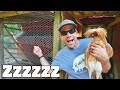 Where The Chickens Are Sleeping NOW? (New Chicken Coop)- The Farm Life Where The Chickens Are Sleeping NOW? (New Chicken Coop)- The Farm Life