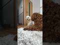 She Came Back… and He Waited Silently 🥺🐶 #shorts #toypoodle #doglove #sweetmoment
