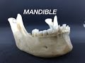 MANDIBLE - GENERAL FEATURES & ATTACHMENTS