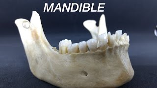 MANDIBLE - GENERAL FEATURES & ATTACHMENTS