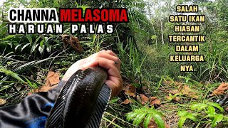 Khazanah Hutan Air Paya Gambut - Casting Channa Melasoma | Haruan Palas Sirip Putih