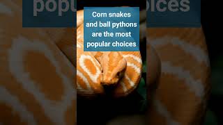 Best Pet Snakes for Beginners (Plus Care Tips)
