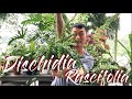Dischidia Ruscifolia care and propagation (with updates!)