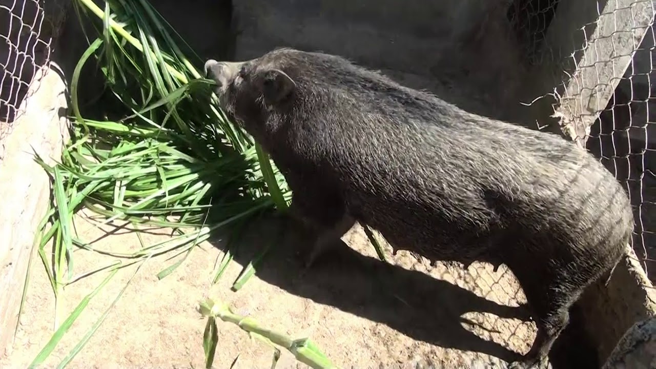 Lợn Rừng Đắk Lắk - Ea Kar - Ea Sar  ĐT 0947 829 429 alo