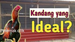 Untuk Umbaran Ayam Bangkok Kandang Yang ideal Seperti apa?