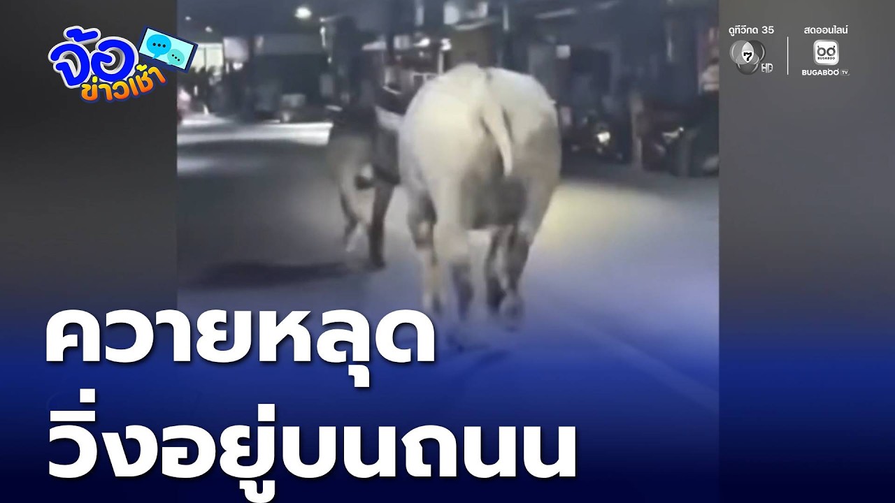 ควายหลุดถนน ที่ภูเก็ต | จ้อข่าวเช้า