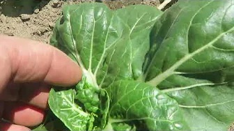 Early Garden Tour spring 2025