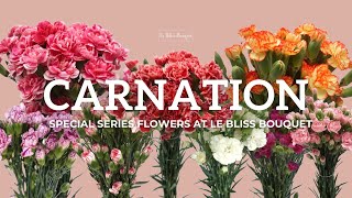 CARNATION (BUNGA ANYELIR)