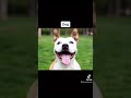 How animals see the world😳 | (TikTok Compilation) #shorts