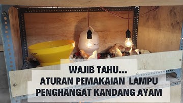 Seputar Lampu Kandang Ayam Untuk Penghangat DOC, Berapa Watt & Sampai Kapan?