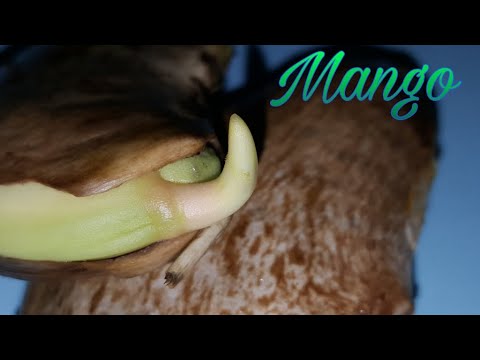 Video: Cum să încolțiți o sămânță de mango?