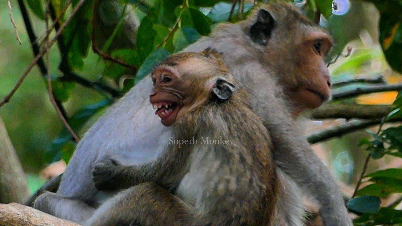 Wow...! Big baby Jett c_riess during mother Jinx end breastfeeding extra, Jade's family