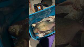 Рыбалка на леща зимой #fishing #первыйлед #рыбалка #лещ