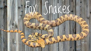 Species Spotlight- Fox Snakes