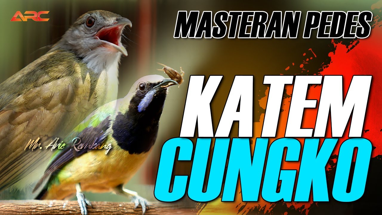 MASTERAN KOMBINASI KAPAS TEMBAK VS CUNGKOK SUPER PUENAK