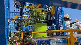 How We Trim 4,500 Plants a Day | Game-Changing Nursery Tech 🌿✂️ screenshot 3