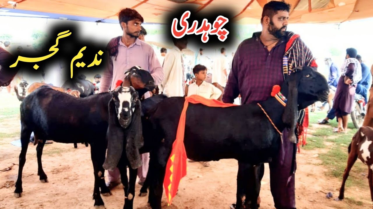 NADEEM GUUJAR GOATS BIGGEST GOAT OF PAKISTAN | BAKRA MANDI SAHIWAL