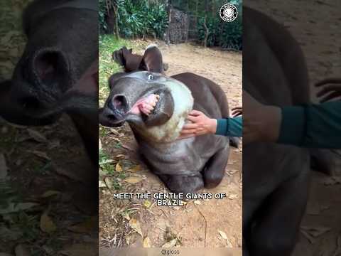 فيديو: التابير هو Lowland tapir