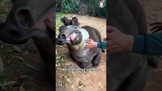 Brazilian Tapir ❤‍ Cuddliest Giants of Brazil!