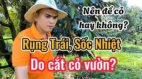 Rụng trái sầu riêng sốc nhiệt do cắt cỏ? Để cỏ trong vườn sầu riêng nên hay không nên?