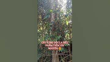 CÂY RỪNG ĐỘC LẠ SIÊU QUÝ HIẾM TRONG RỪNG SÂU TÂY NGUYÊN