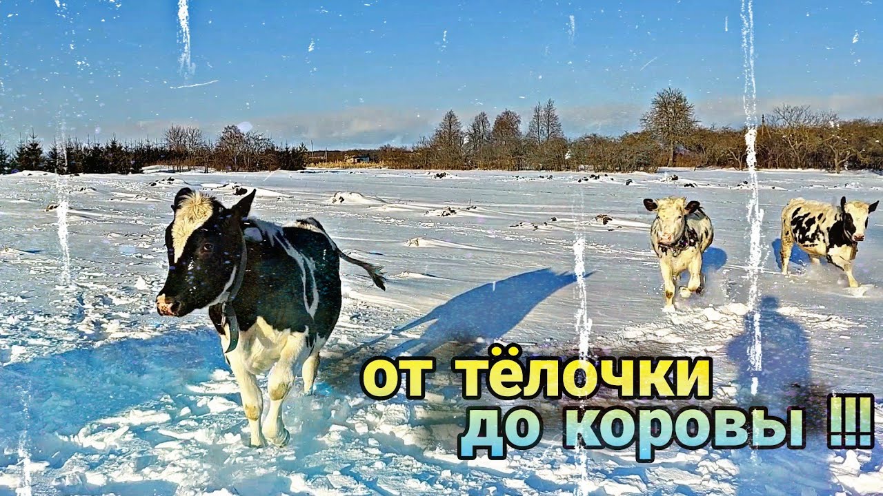 Как получить молочную корову // ПОИМ ТЕЛЯТ ПРАВИЛЬНО !!!