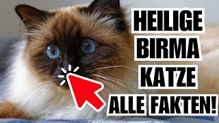 Heilige Birma 🐈 Die wichtigsten Fakten - Katzenrasse Portrait