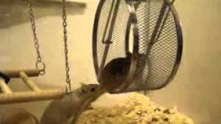 My Gerbils Ruby And Squeak =]
