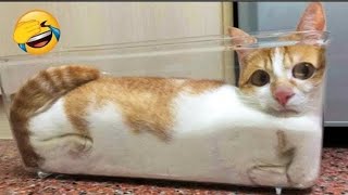 New Funny Animals 2023 🤣😍 Funniest Cats and Dogs Videos 😻😼#cute