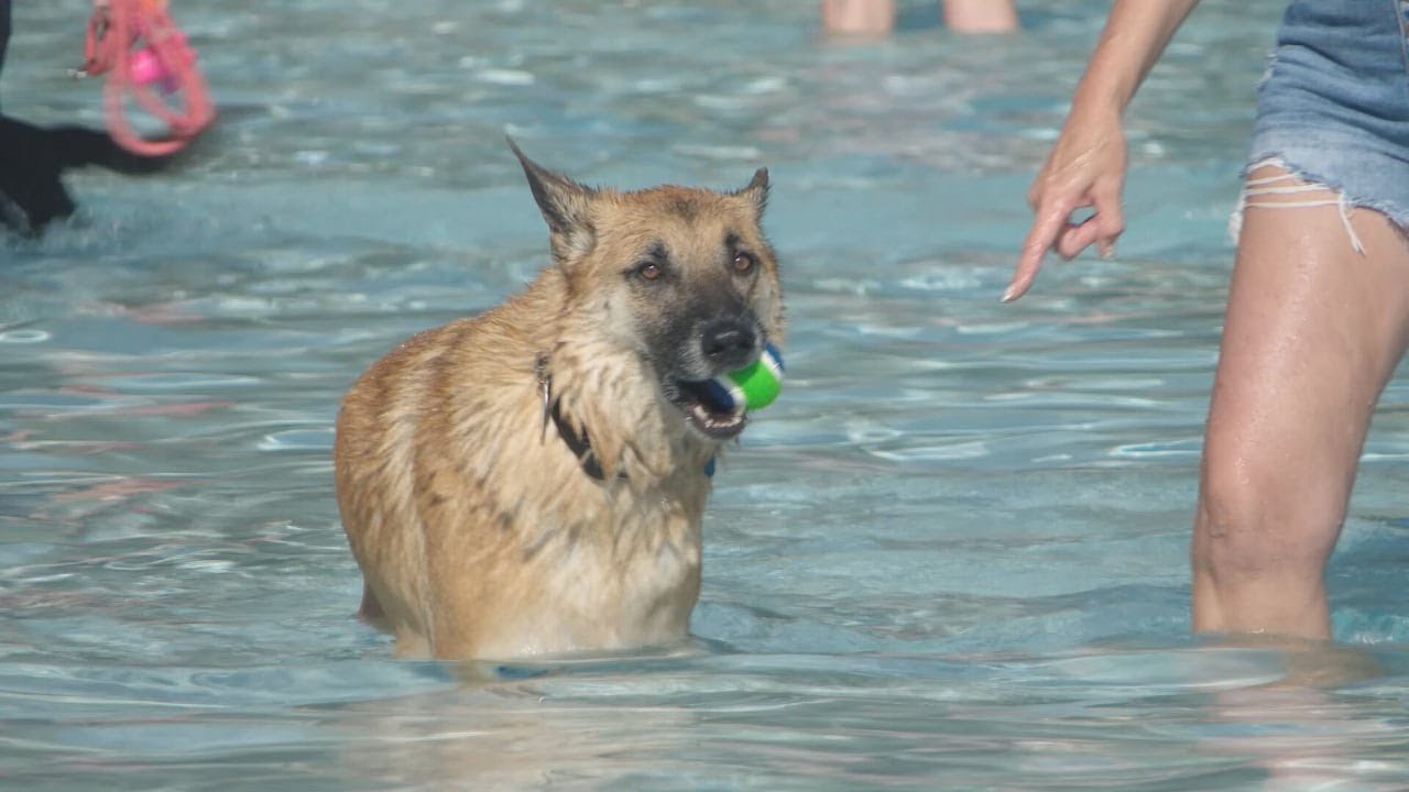 Families enjoy annual Pop-Up Park, Pooch Paddle