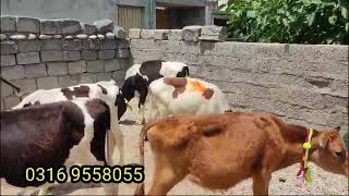 بچھڑی صرف 58 ہزار ۔ jersey heifers | hf breed | friesian heifers for sale