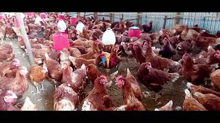 Horsiisa Lukkuu Magaalaa Qooqaa Baanaa Ejersaa.